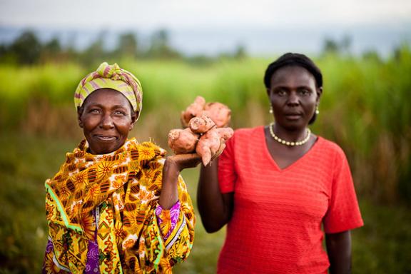 Two smallholder farmers in Kenya holding orange flesh sweet potatoes while standing in a field. 
