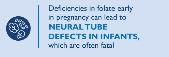 Deficiencies in folate early in pregnancy can lead to neural tube defects in infants, which are often fatal