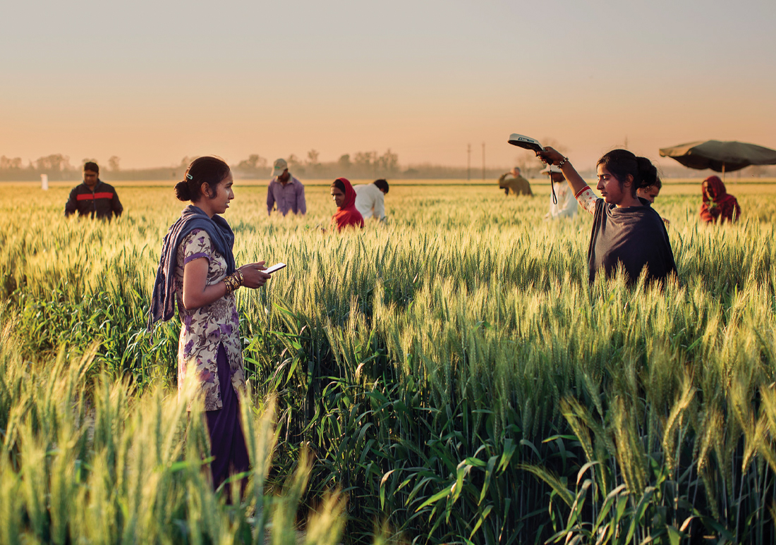 Two scientists in a wheat field taking measurements with handheld equipment