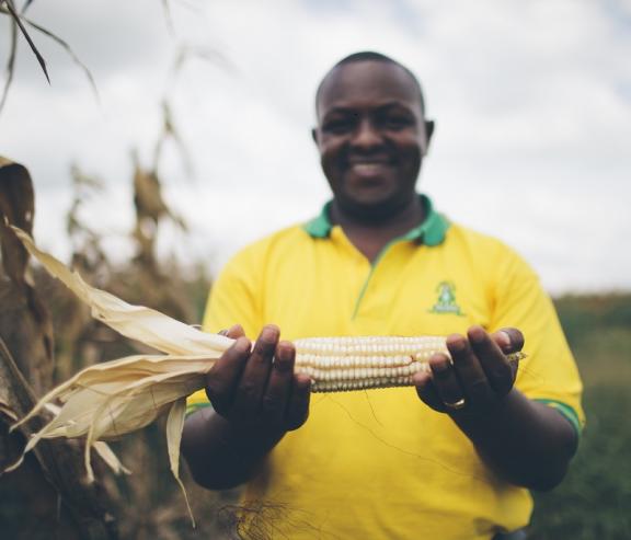 Ugandan farmer holding corn at the Northern Ugandan Agriculture Cooperative (NUAC) Farm