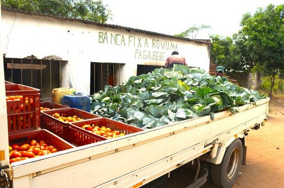 Two men load a large white truck with large leafy vegetables and tomatoes. 