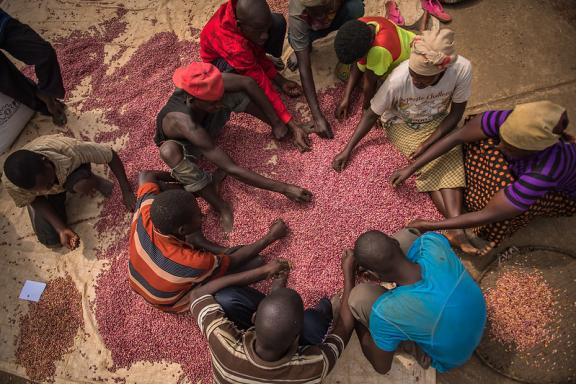 A group of people sitting in a circle are sorting through dried beans. 