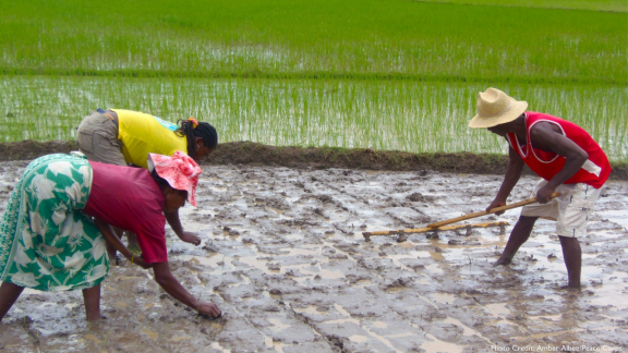 Family planting in a rice field