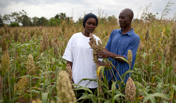 Two Kenyan farmers in a field of sorghum