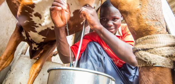 Photo of a young man from Zimbabwe milking a cow, with a smile on his face.