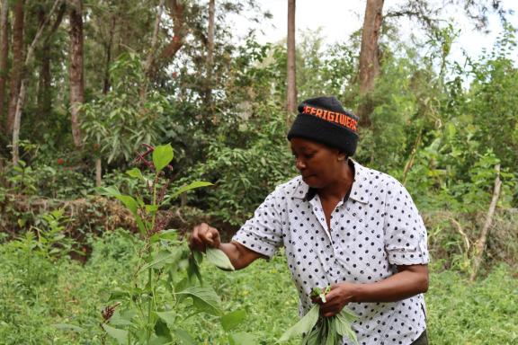 Elizabeth Kyalo, nutrition champion from Kitui County, harvesting vegetables from her kitchen garden. Photo credit: Fridah Bwari, Save the Children