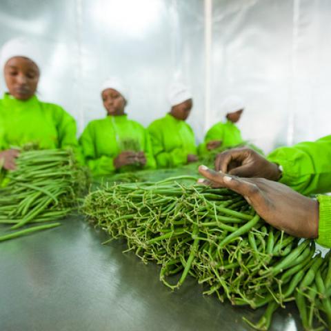 Women processing green beans