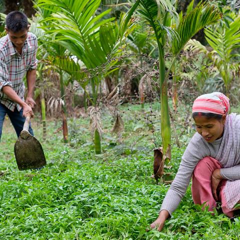 Female producer and her husband implement agricultural productivity lessons learned from the horticulture trainings in their garden, as they tend to said garden