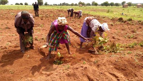 Members of a farmer group preparing land for peanut planting.